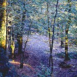 Forêt de Huelgoat