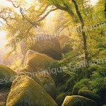 forêt-Jean-Yves-Guillaume-Brest